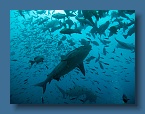 79 Bull Sharks in open watter